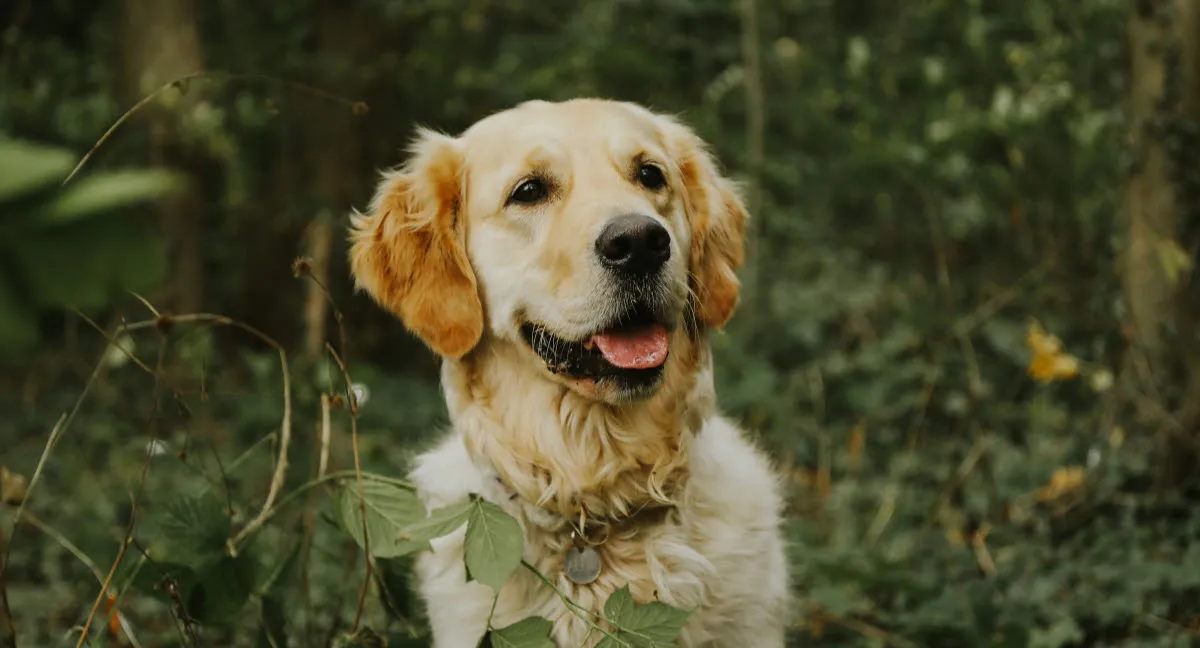 Hund bei einer Wanderung in der Rhön – Gesundheitsurlaub mit Hund