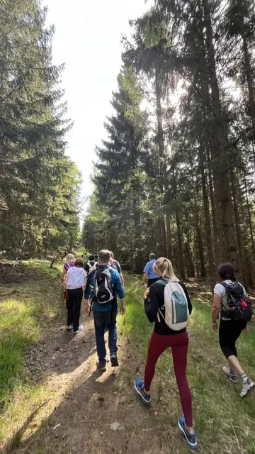 Wandergruppe steigt durch einen lichtdurchfluteten Nadelwald bergauf